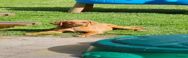 Labrador Retriever Puppy 4
