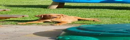 Labrador Retriever dogs for sale: Fox Red Labrador Puppies - Advert 1