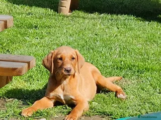 Labrador Retriever dogs Fox Red Labrador Puppies - Advert 18