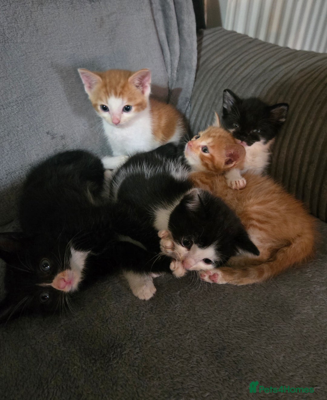 Mixed Breed cats for sale: 5 boys 3 black and white and 2 ginger and white - Image 1