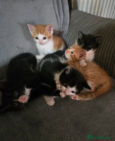 Mixed Breed cats - Advert 5