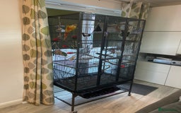 Conures birds for sale: Pineapple Green Cheek Conure - Image 8