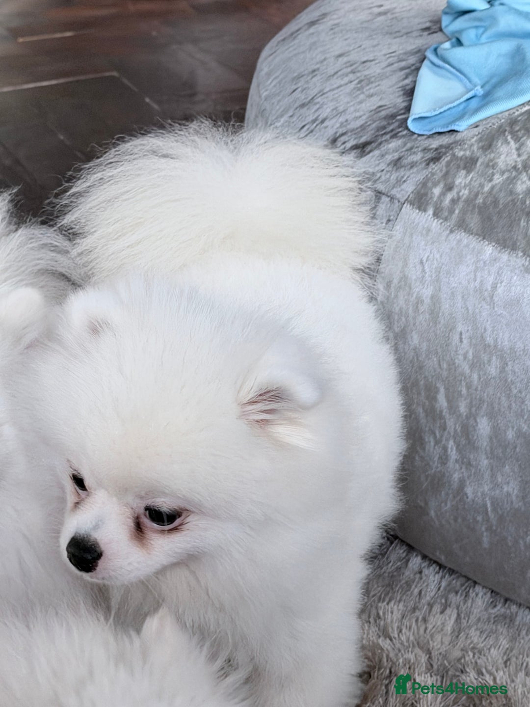 Pomeranian dogs for sale: Male Pomeranian for sale he is Kc  - Advert 3