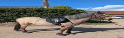 Riding pony horses for sale: Carneddau Welsh Mountain Pony Florence  in Leominster - Advert 4