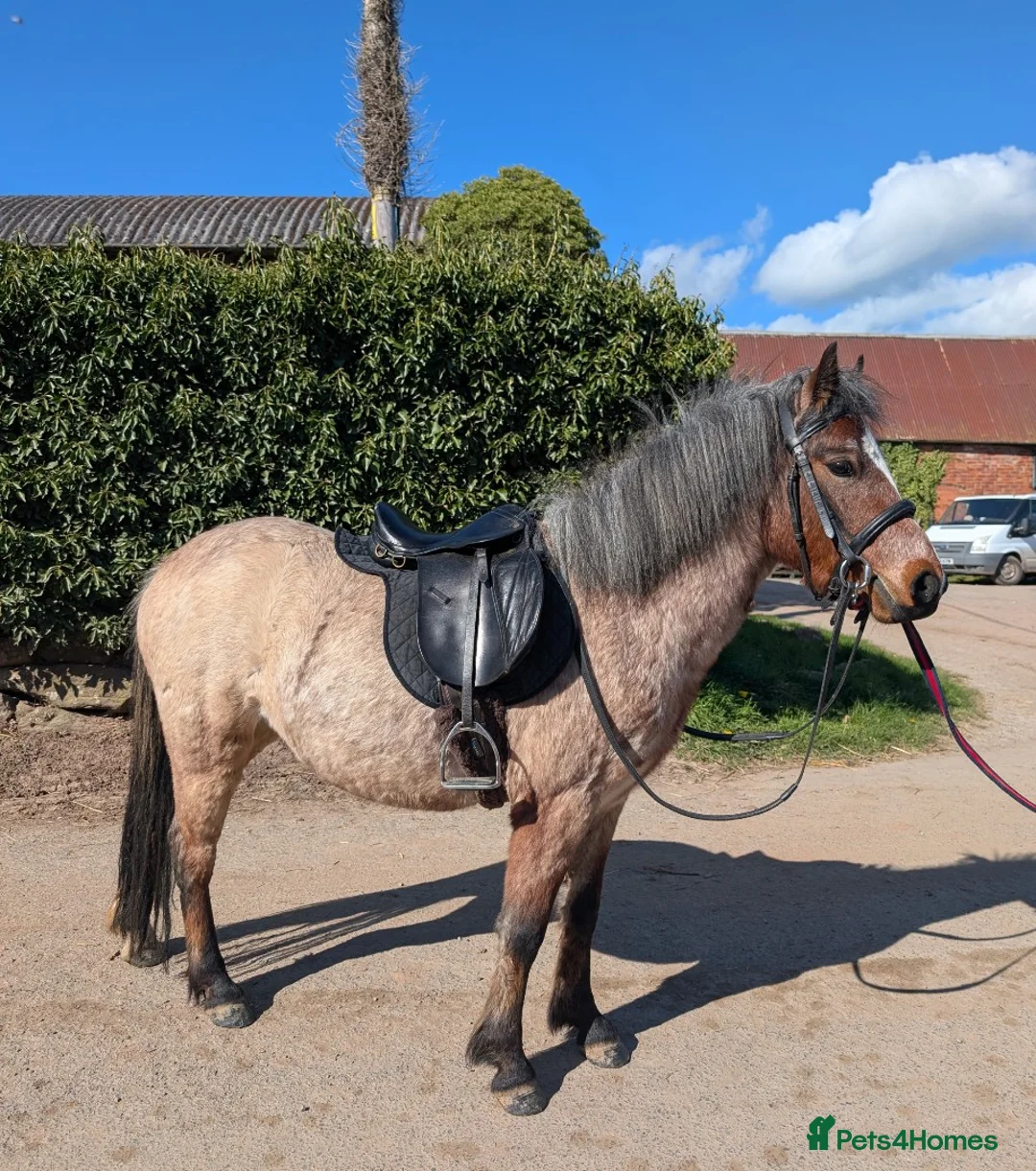 Riding pony horses for sale: Carneddau Welsh Mountain Pony Florence  in Leominster - Advert 4