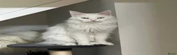 Mixed Breed cats for sale: Maine coon cross in Pershore - Advert 3