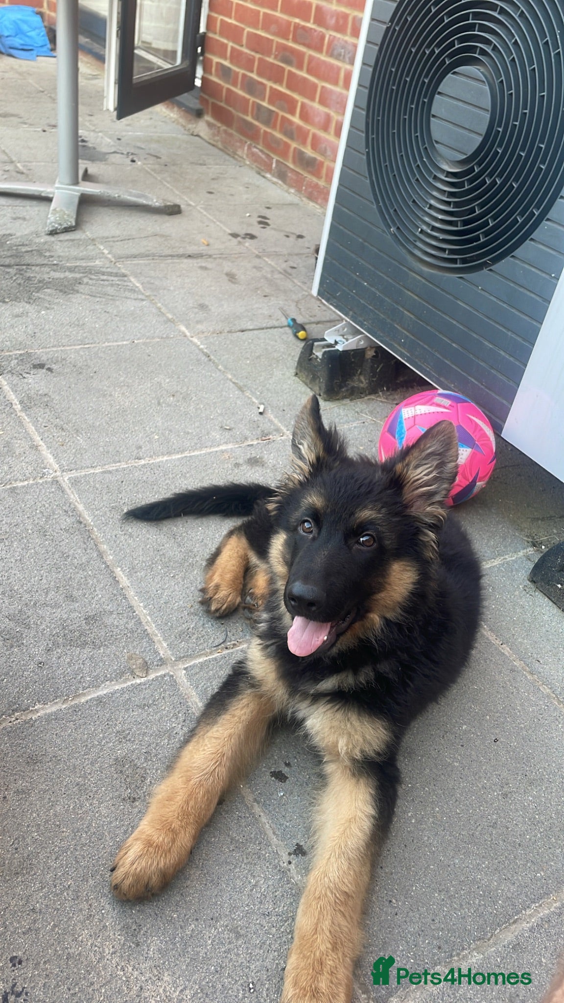 German Shepherd dogs German shepherd puppy - Advert 1