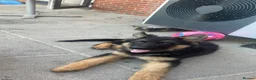 German Shepherd dogs for sale: German shepherd puppy - Advert 1