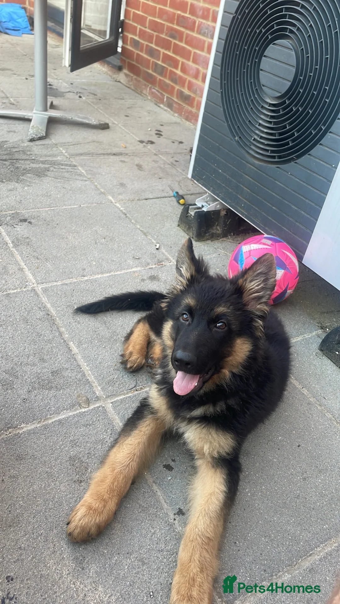 German Shepherd dogs for sale: German shepherd puppy - Advert 1