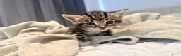 Turkish Angora cats for sale: 1 REMAINING Beautiful TurkishAngora Cross Kittens  - Advert 29