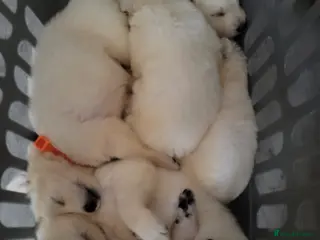 German Shepherd dogs White german shepherd pup - Advert 1