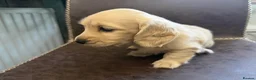 Miniature Dachshund dogs for sale: Exceptional KC Registered Miniature Dachshunds  - Advert 19