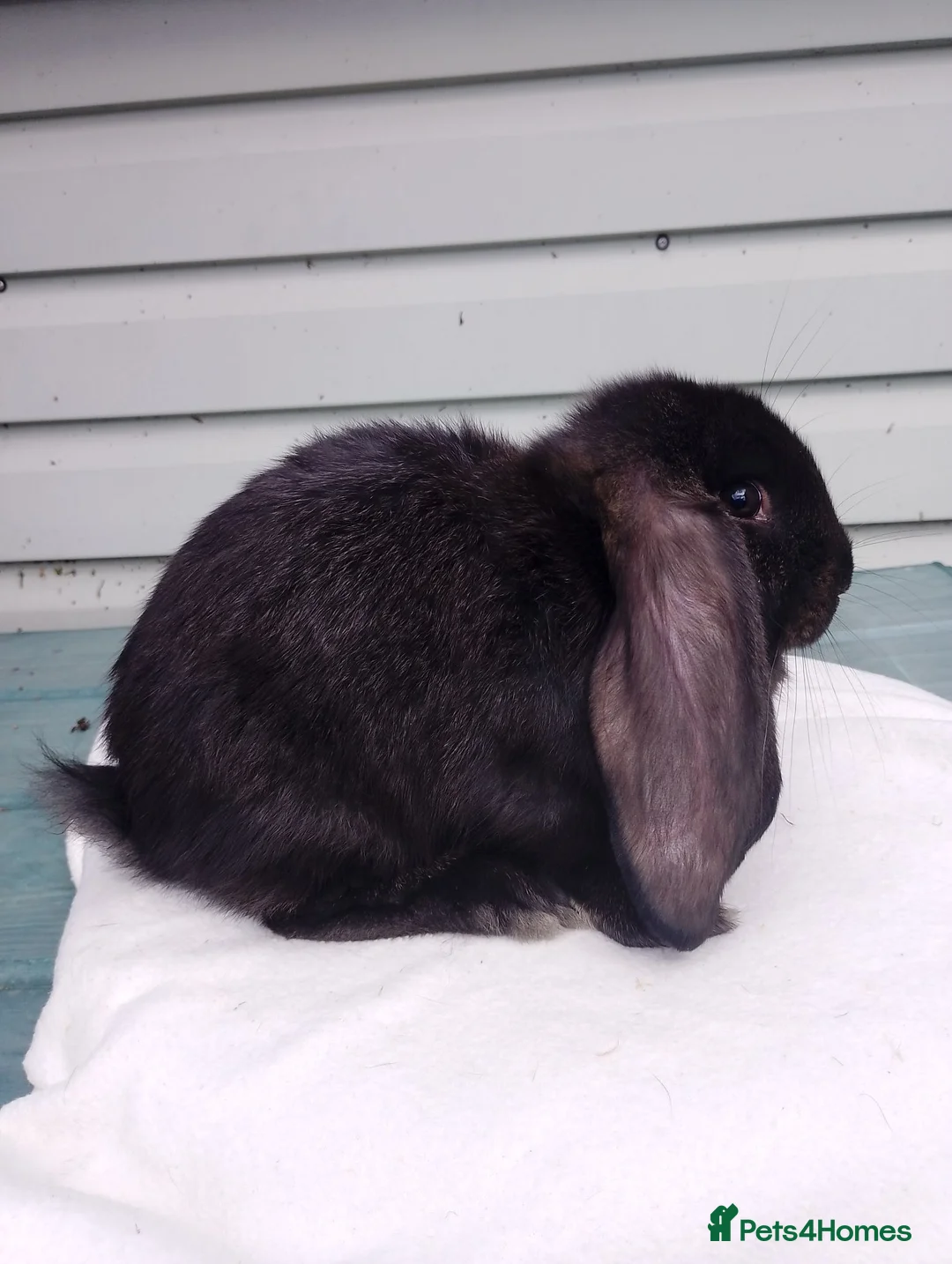 French Lop rabbits for sale: French Lop baby to reserve  - Advert 6