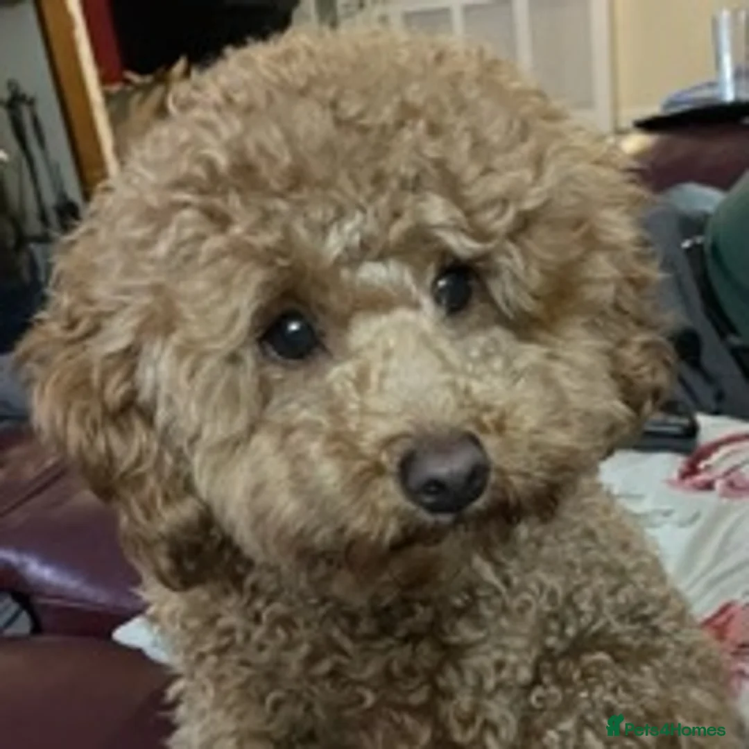 Toy Poodle dogs for stud: RED toy poodle, proven, KC & Health tested STUD - Advert 5