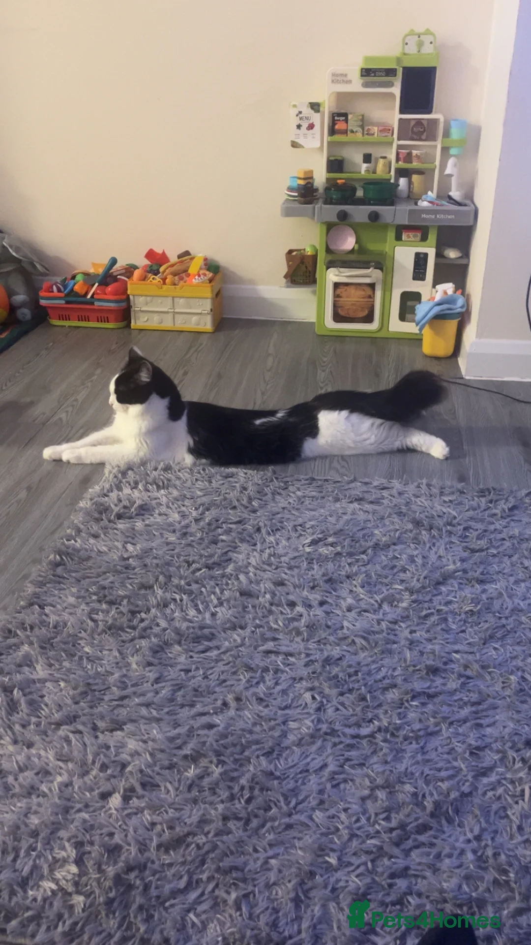 Mixed Breed cats for sale: Cat for sale  in Saxmundham - Advert 1