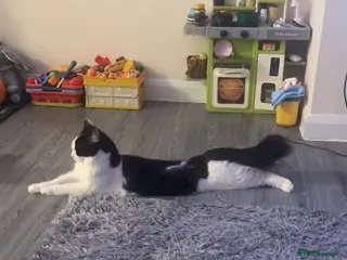 Mixed Breed cats Cat for sale in Saxmundham - Advert 2