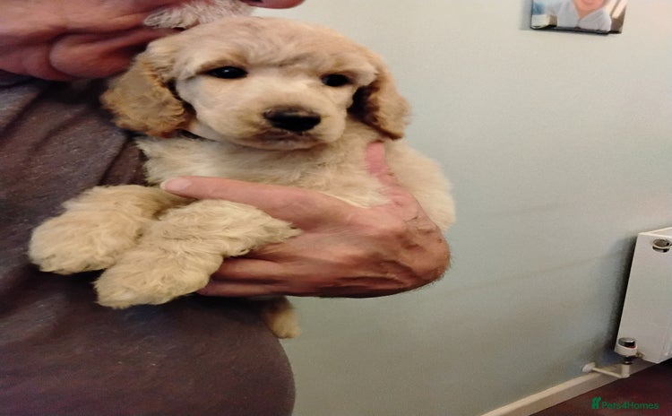 Standard Poodle dogs - Advert 1