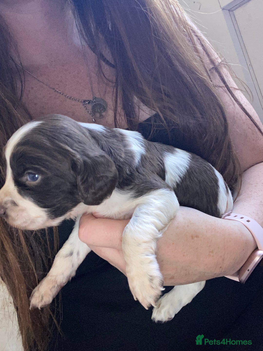 English Springer Spaniel dogs for sale: Working springer spaniels  - Image 16