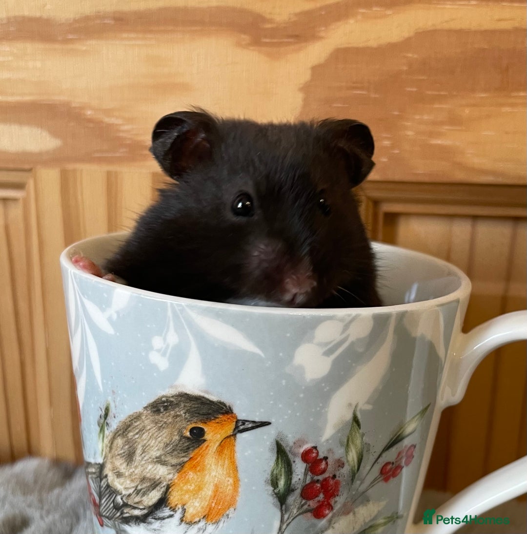 Hamster rodents for sale: Baby female Syrian hamsters from show stock  - Advert 18