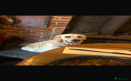 Golden Retriever dogs for sale: Gorgeous Show Type Golden Retrievers - Image 11