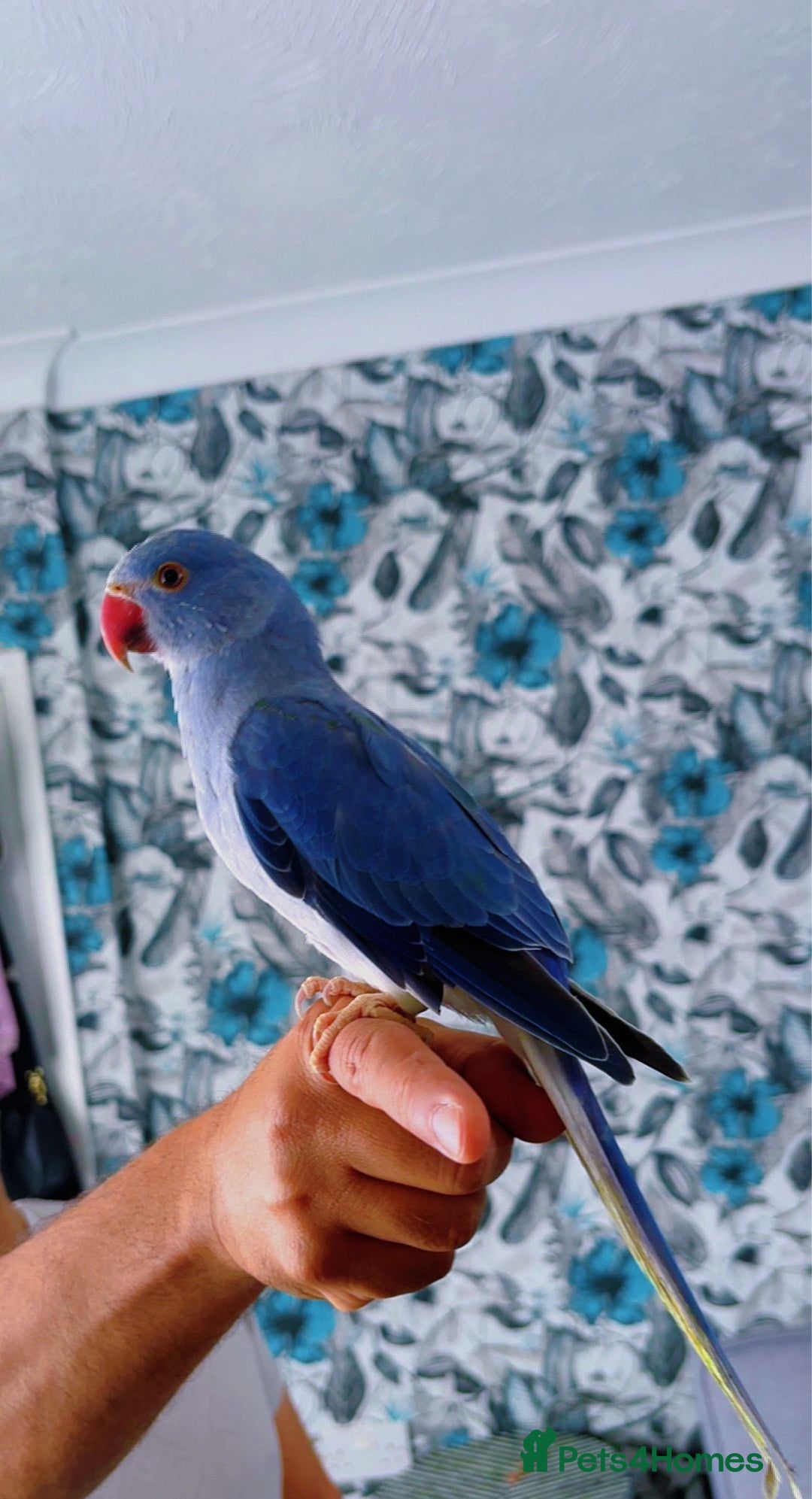 Ringnecks birds for sale: Indian ringneck - Image 2
