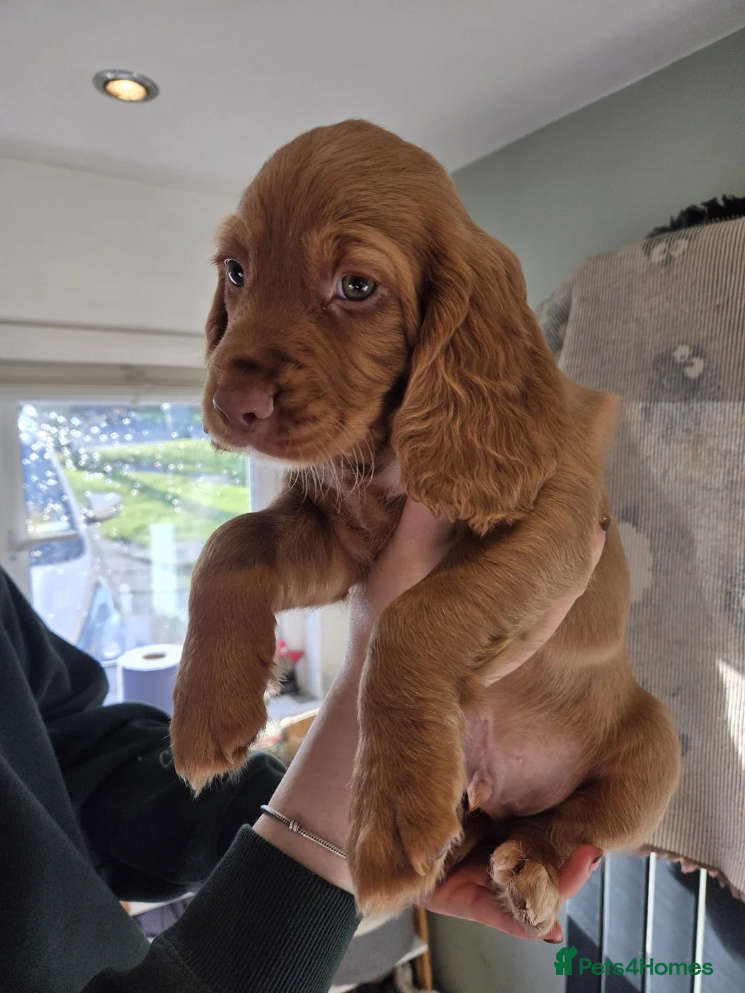 Cocker Spaniel dogs for sale: Ready to go! Cocker spaniel puppies fox red  - Advert 1