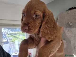 Cocker Spaniel dogs Ready to go! Cocker spaniel puppies fox red - Advert 1