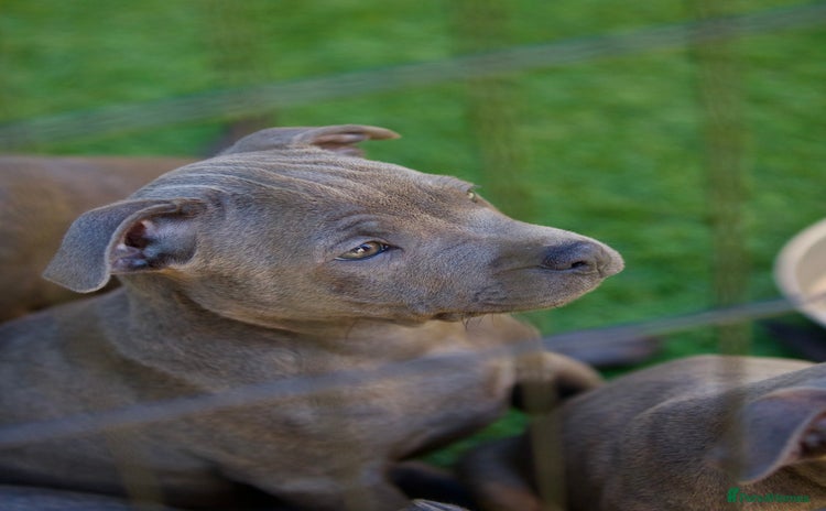 Staffordshire Bull Terrier dogs - Advert 1