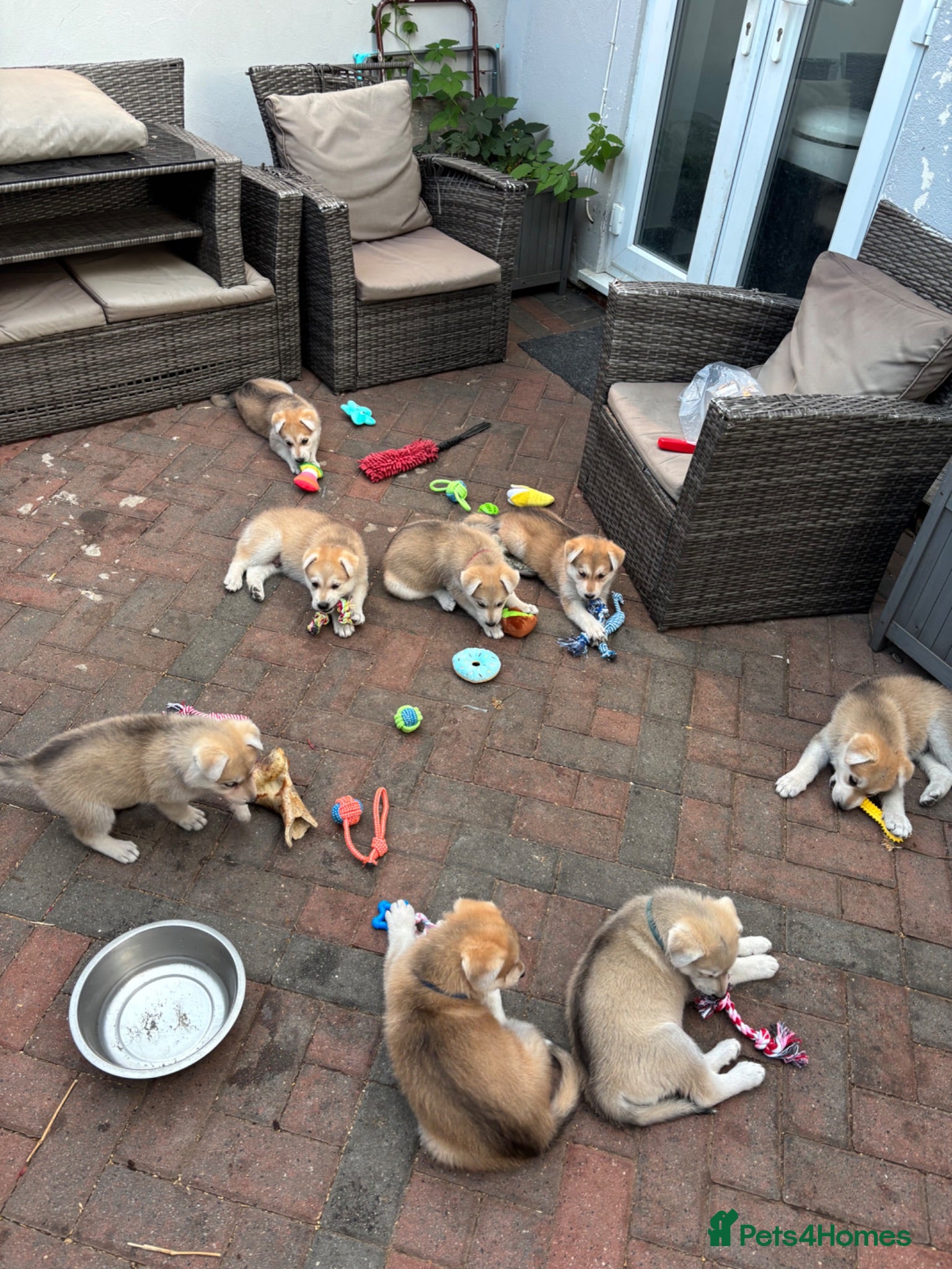 Mixed Breed dogs Wolf alike puppies  - Advert 9