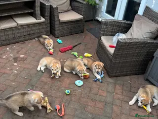 Mixed Breed dogs Wolf alike puppies - Advert 9