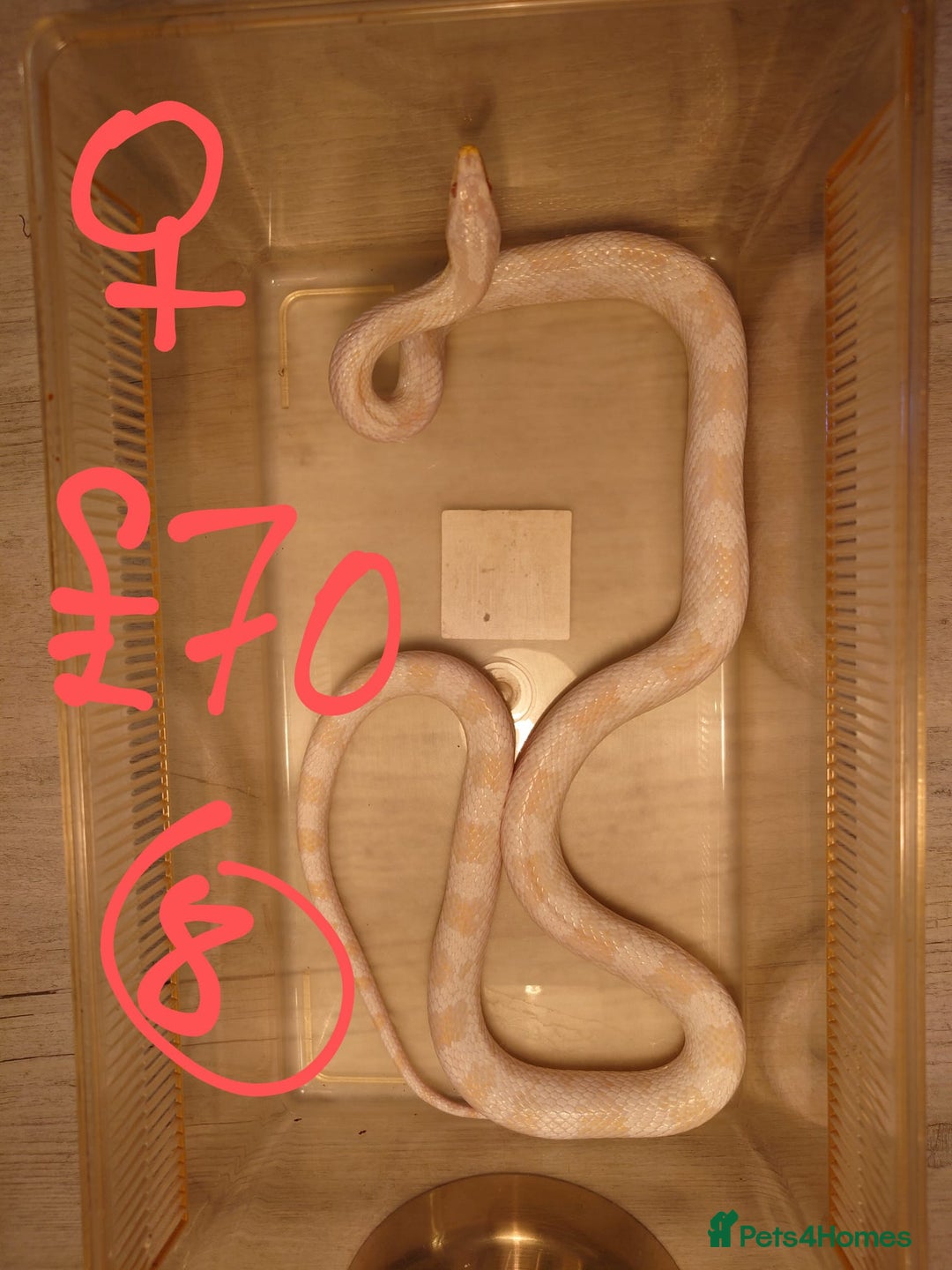 Snake reptiles for sale: My collection of corn snakes. - Advert 18