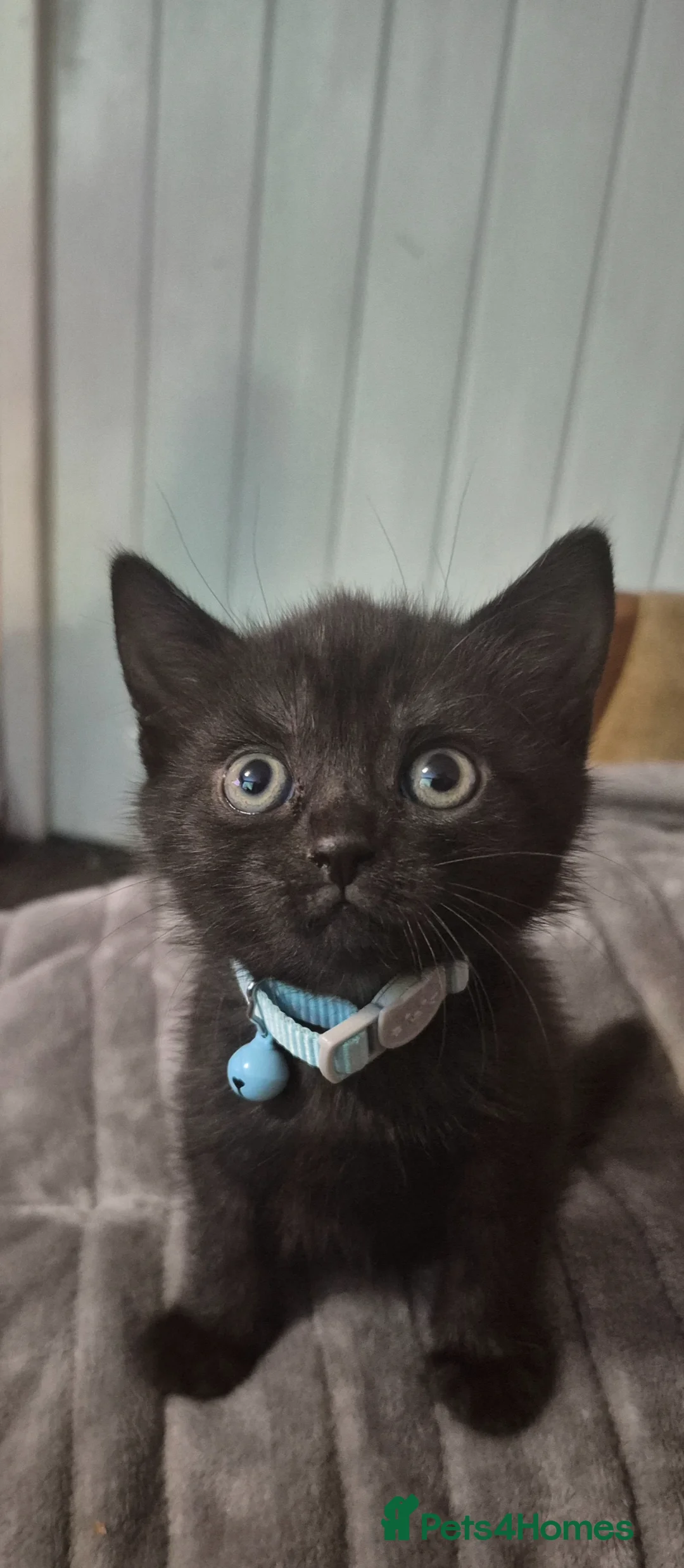 Mixed Breed cats for sale: 2 female kittens  - Advert 4