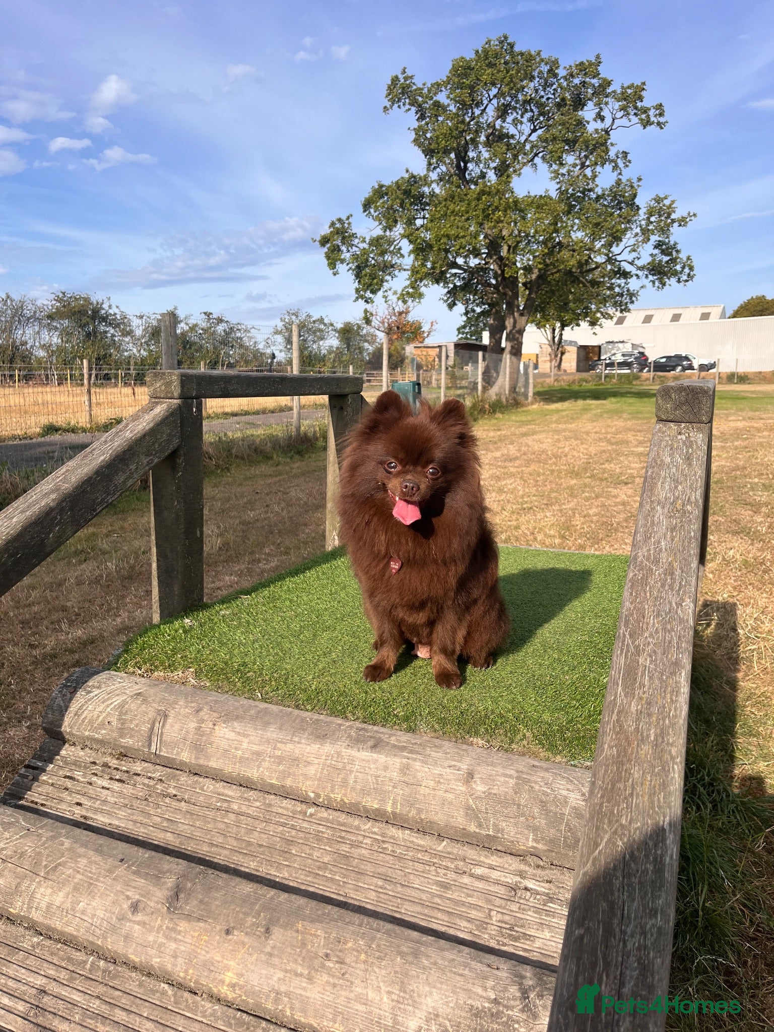 Pomeranian dogs SUPER FLUFFY Pomeranians ready to leave NOW - Advert 2