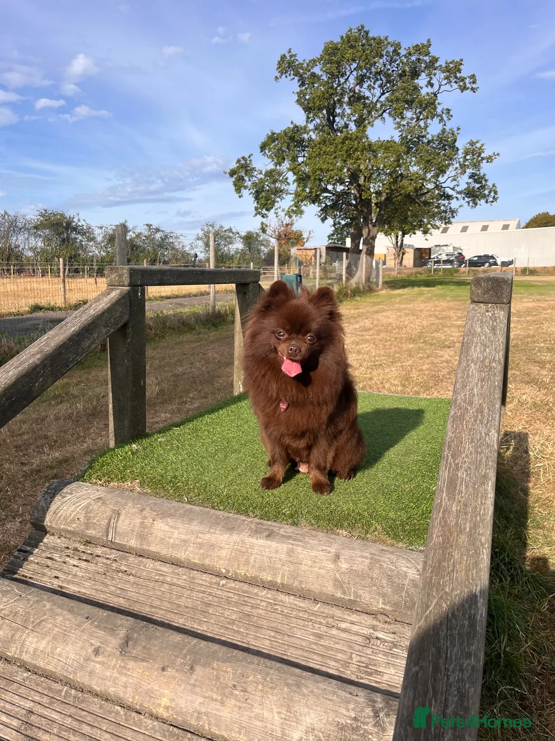 Pomeranian dogs for sale: SUPER FLUFFY Pomeranians ready to leave NOW - Advert 2