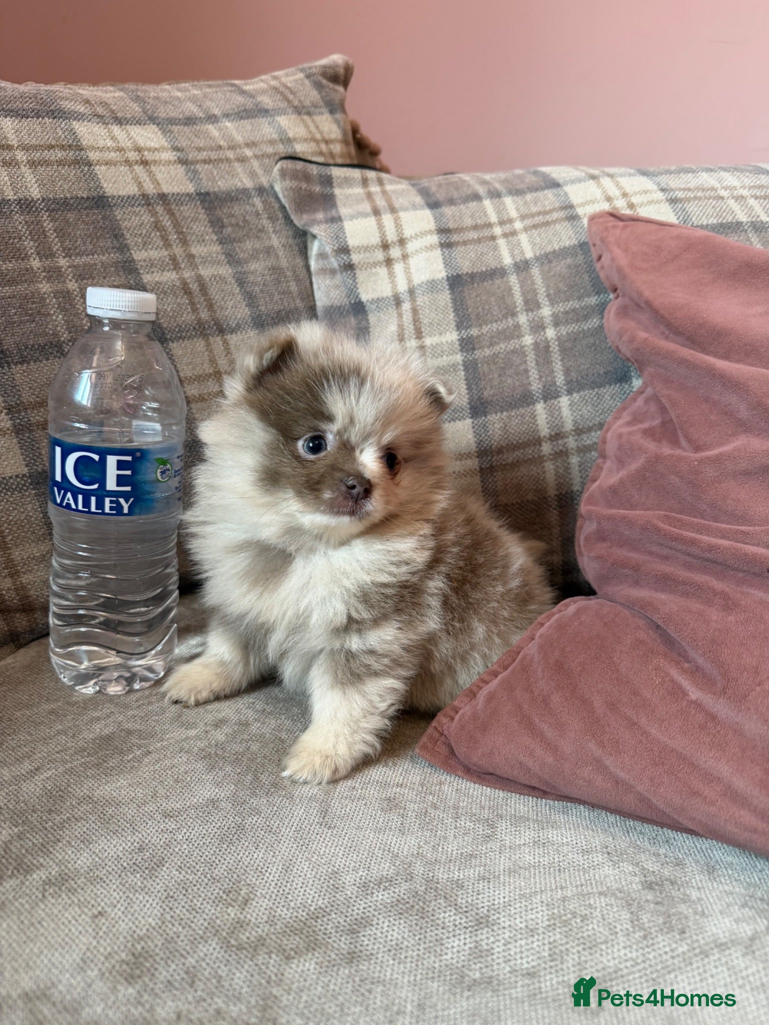 Pomeranian dogs Lilac Merle Babies - Petite, Quality, Teddy Pups - Advert 1