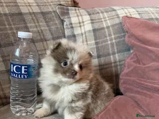 Pomeranian dogs for sale: Lilac Merle Babies - Petite, Quality, Teddy Pups - Advert 2