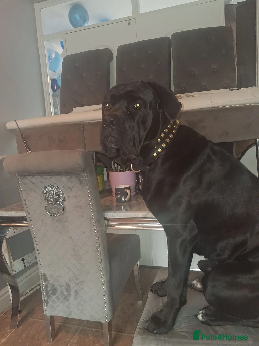 Cane Corso dogs for stud: CAESER - Advert 6