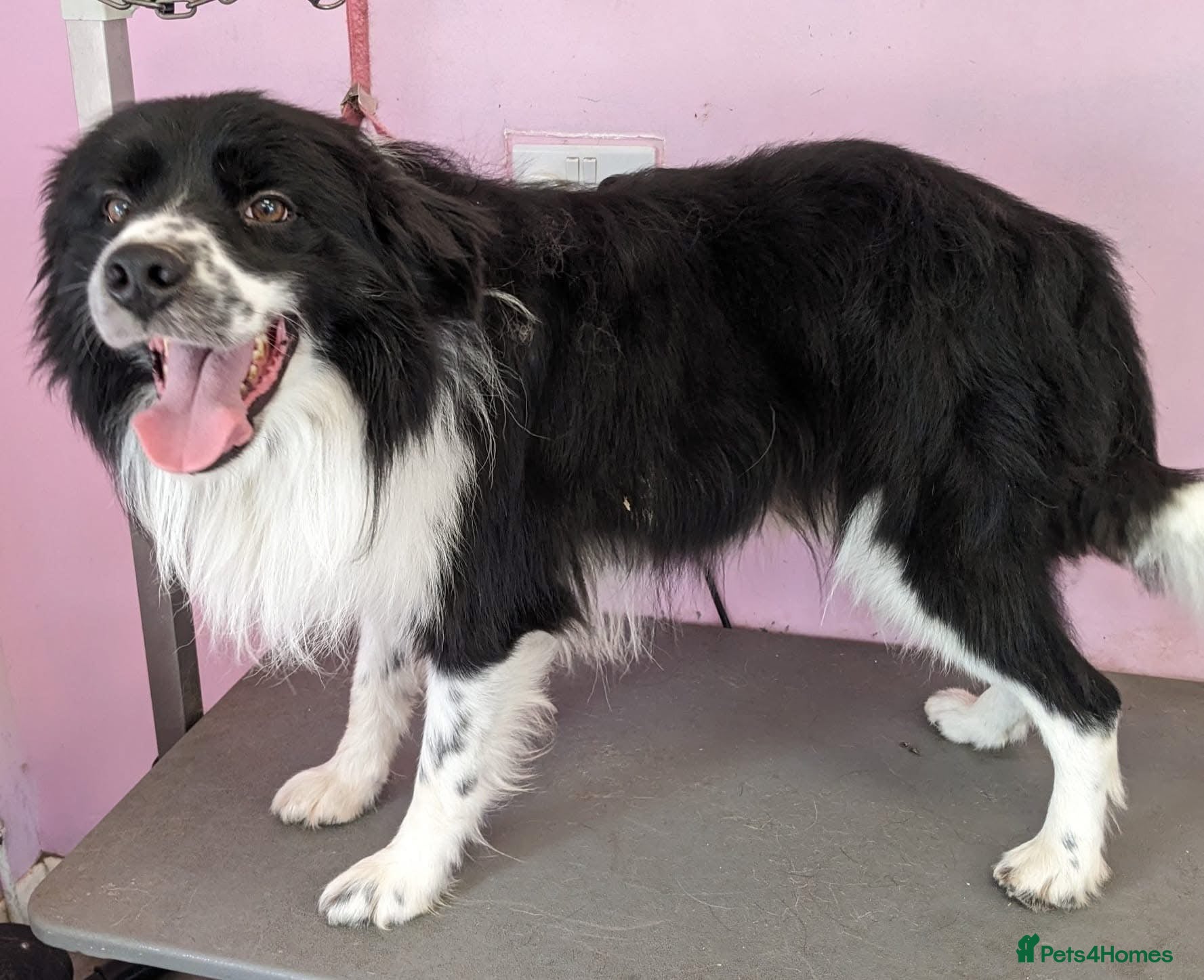 Border Collie dogs Finn Our Handsome Border Collie STUD ONLY  - Advert 11