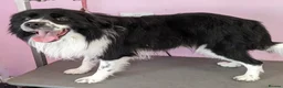 Border Collie dogs for stud: Finn Our Handsome Border Collie STUD ONLY  - Advert 1