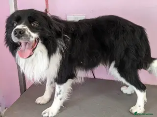 Border Collie dogs Finn Our Handsome Border Collie STUD ONLY - Advert 11