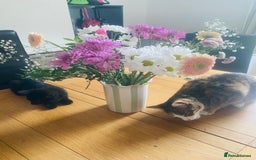 Mixed Breed cats for sale: Adorable 7 Month Old Leo for Sale 🖤 - Image 2