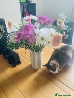 Mixed Breed cats - Advert 6