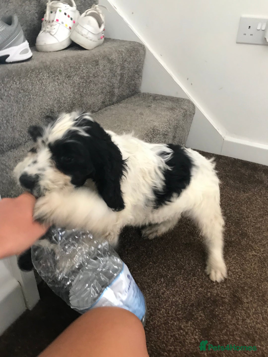 Sproodle dogs for sale: Sproodle - Image 10