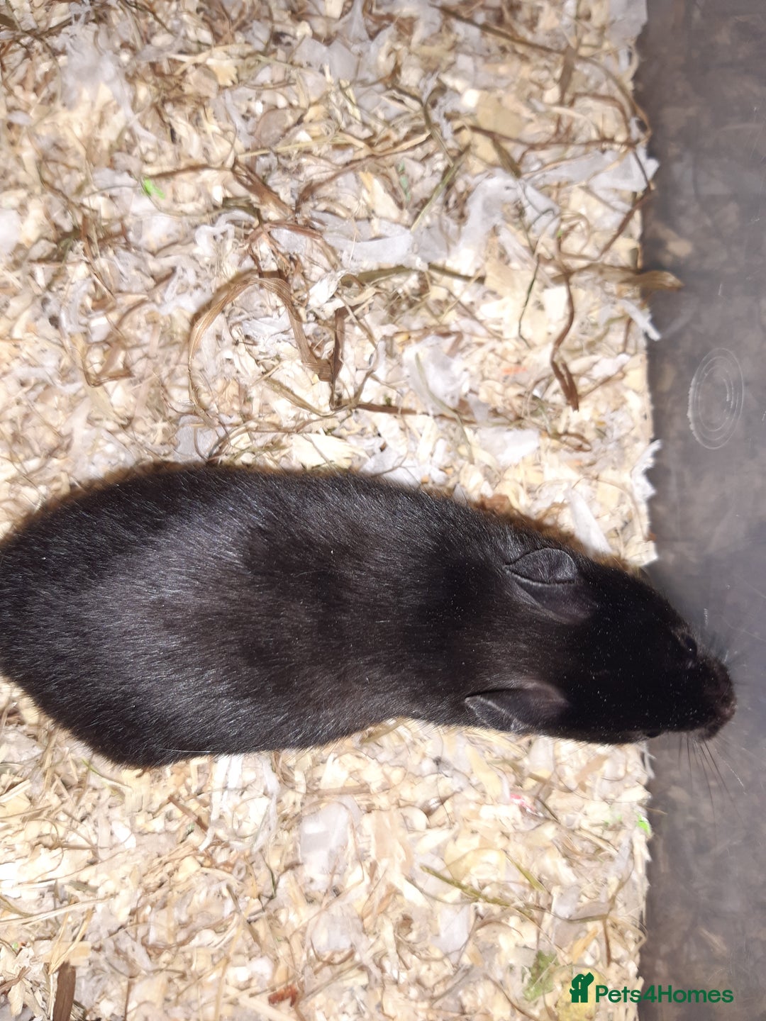 Hamster rodents for sale: Baby Syrian hamsters - Advert 7