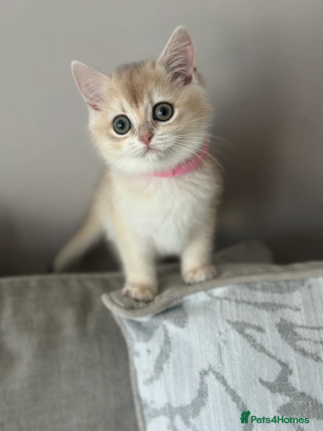 British Shorthair cats for sale: ‼️READY NOW‼️ - Advert 18