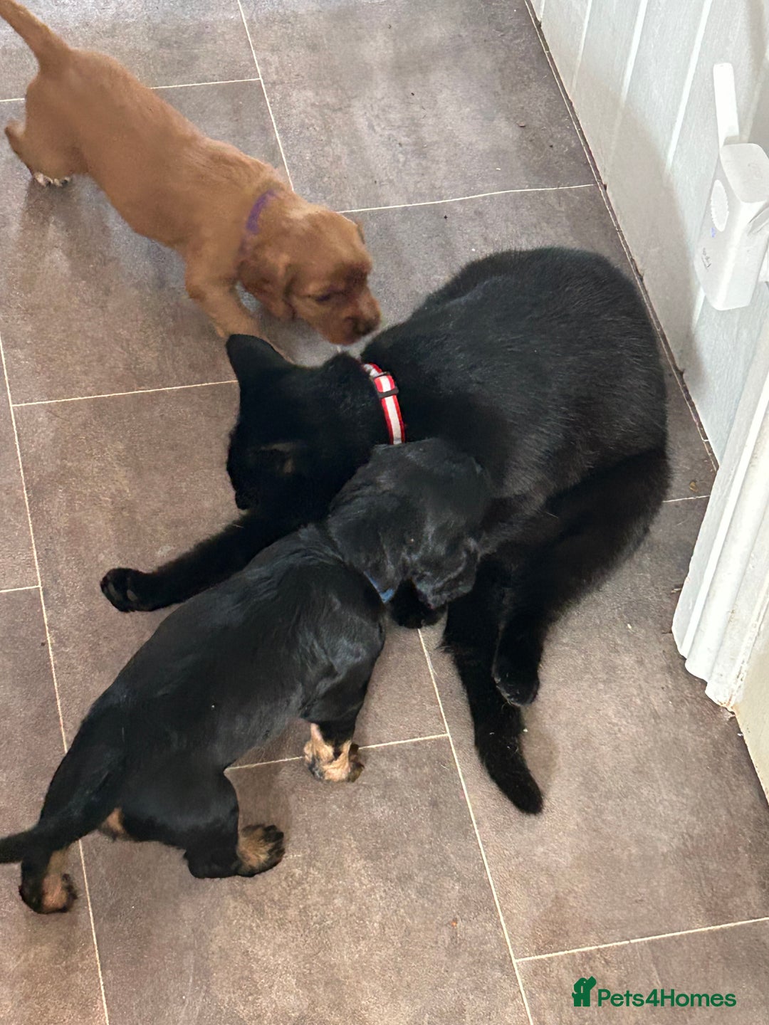Cocker Spaniel dogs for sale: 🐶cocker spaniel puppies 🐶  - Image 14