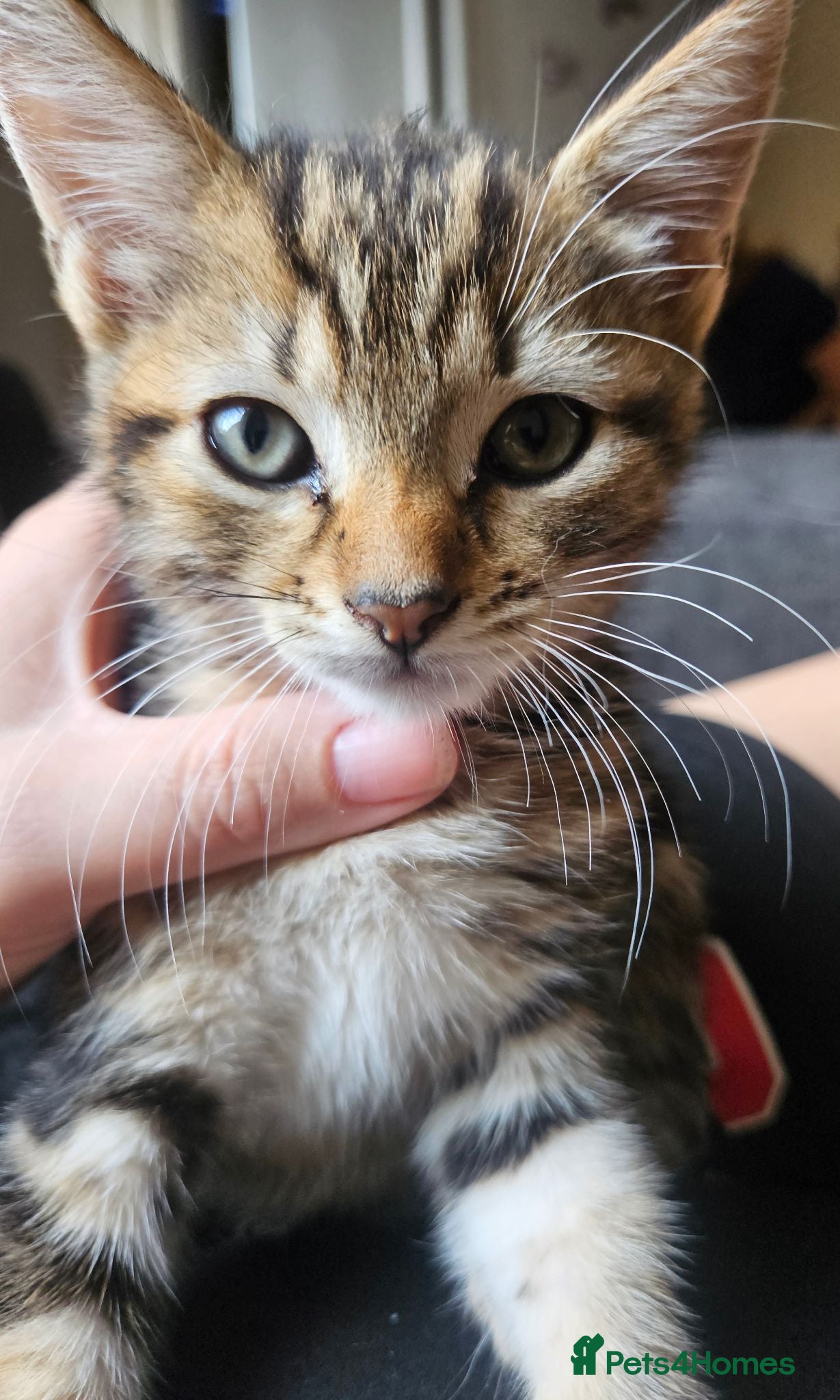 Mixed Breed cats Female kitten - Advert 4