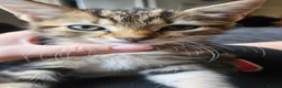 Mixed Breed cats for sale: Female kitten in Cleethorpes - Advert 1