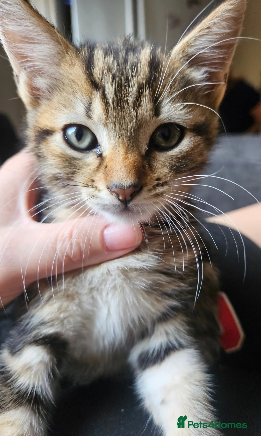 Mixed Breed cats for sale: Female kitten in Cleethorpes - Advert 1