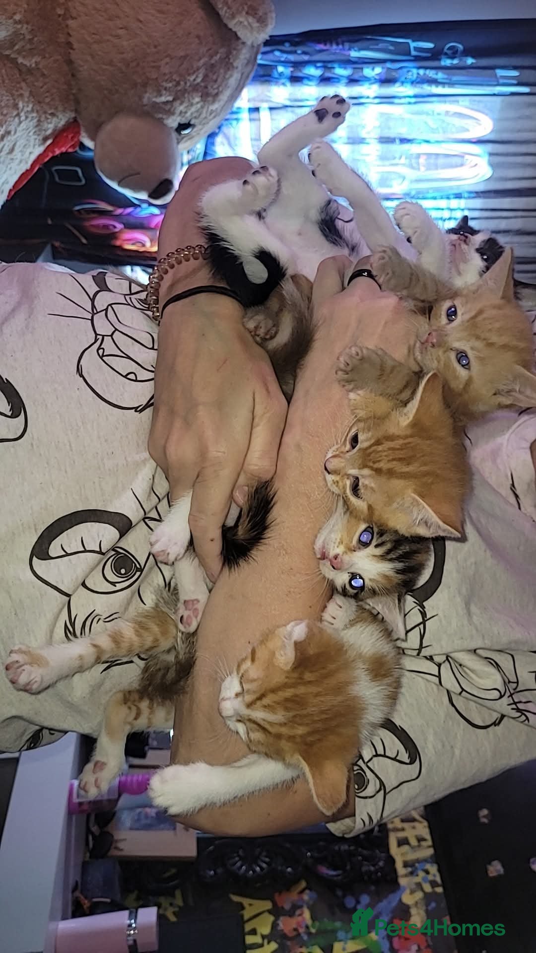 Mixed Breed cats for sale: Kittens ready for new homes  - Image 1